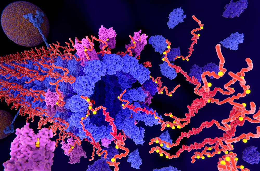 This illustration shows tau protein (red) becoming detached from a microtubule (blue).